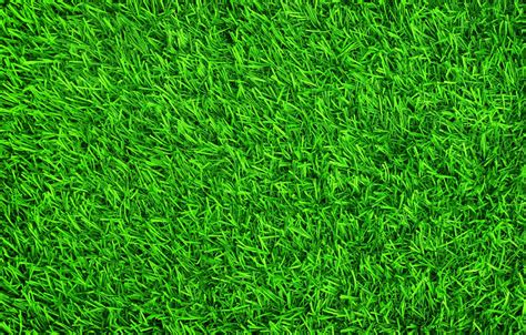 Details 100 grass green background - Abzlocal.mx