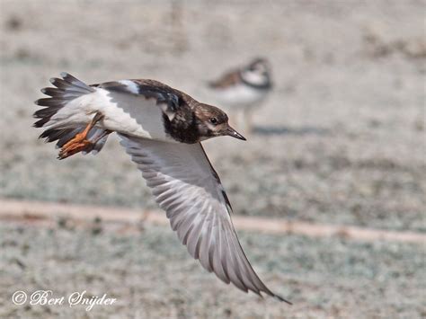 Turnstone | Birding in Portugal, Individual Bird Watching Holiday