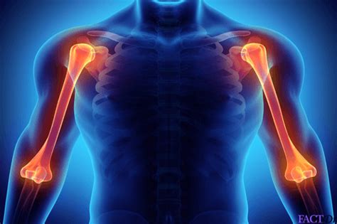 Humerus Bone: Anatomy, markings, broken, fracture, location | FactDr