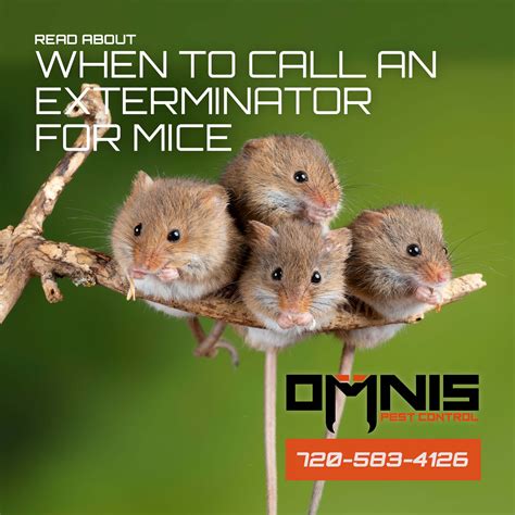 Exterminator For Mice - Rodent Control - Omnis Pest Control