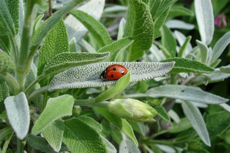 How to Grow Sage - Plant Instructions