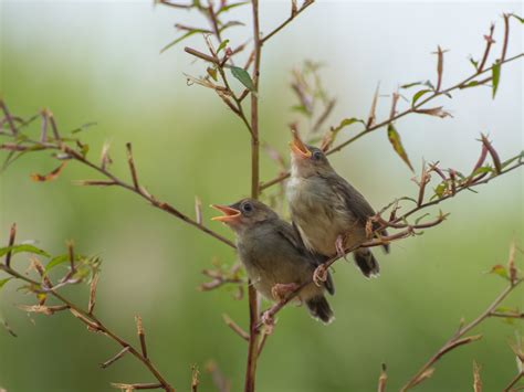 Singing Birds Sing - Free photo on Pixabay - Pixabay