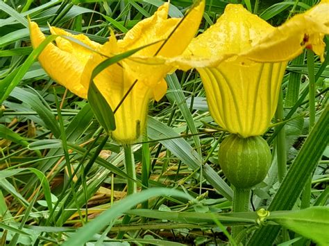 I posted previously, but now this cucumber/squash-like plant has made a ...