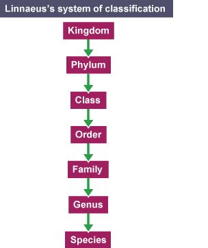 Classification of organisms – Exam-Corner