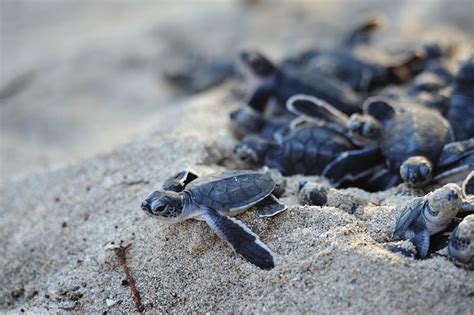 Sea Turtle Hatchlings in Tanzania 2025 - Rove.me