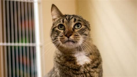 Cat Is Returned to Animal Shelter 10 Years After Adoption