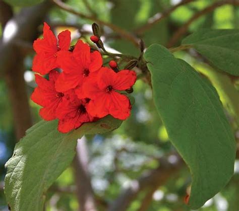 Cordia | Tropical, Evergreen & Shrub | Britannica