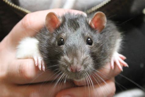 Related image | Rats, Animals, Mouse rat