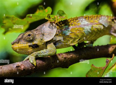 Chameleon habitat hi-res stock photography and images - Alamy