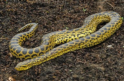 Yellow Anaconda | Reptiles, Anaconda, Snake