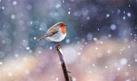 Robin in the Snow, robin, bird, snow, winter, HD wallpaper | Peakpx