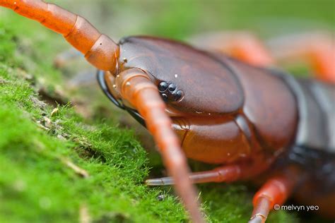 Centipede by melvynyeo on DeviantArt