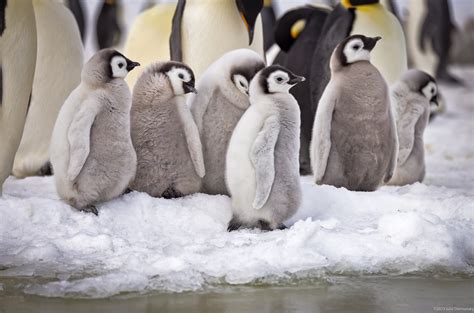 Inaction on Climate Change Is a Death Sentence for Emperor Penguin ...