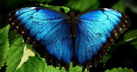 The Meaning of Black and Blue Butterfly: Interesting facts