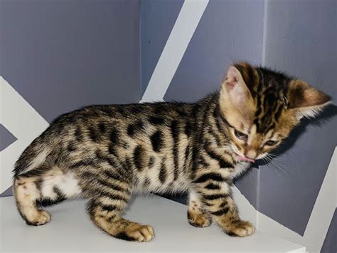 Bengal kittens for sale | UKPets