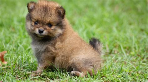 Teacup Pomeranian Breed Information, Puppy Costs & More