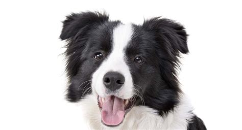 Border Collie Names - 350 Ideas Perfect For Clever Collies