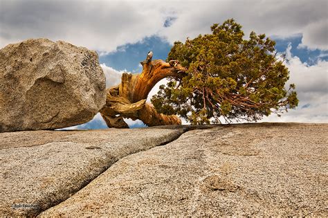 Krummholz Juniper, Olmsted Point | Eastern Sierra | Robert Faucher ...