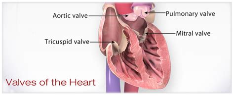 Pulmonary Valve