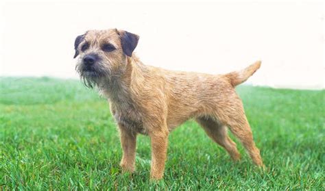 50 Border Terrier Dog Names | Our Fit Pets