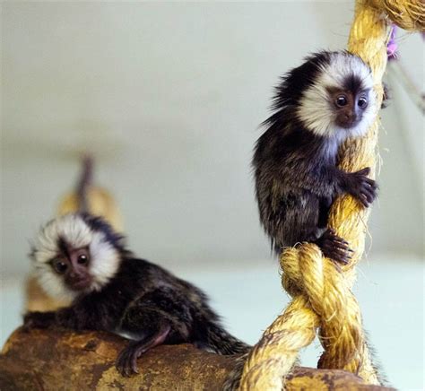 30 best Marmoset images on Pinterest | Monkeys, Adorable animals and ...