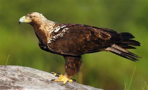 Spanish imperial eagle - Alchetron, The Free Social Encyclopedia