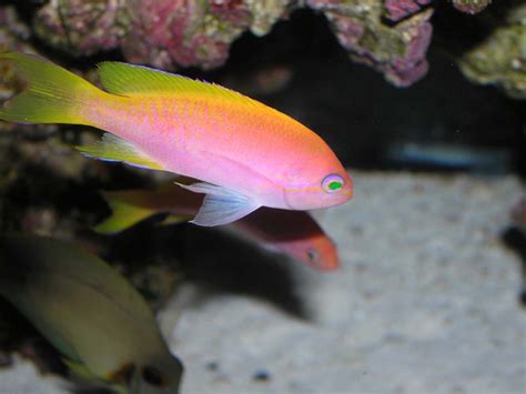 Anthias | Absolutely Fish