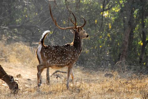 Photo of Chital Spotted Deer Stag by Photo Stock Source animal ...