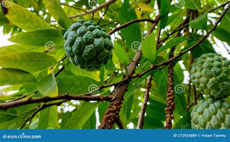 Srikaya Fruit is Good for Human Health Stock Image - Image of green ...