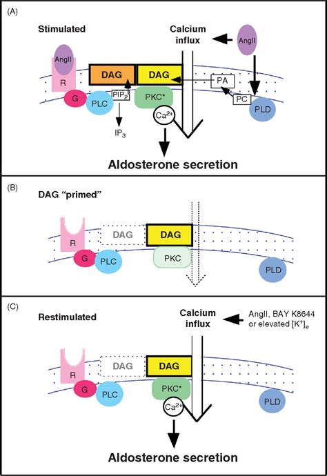 Figure 5 from Regulation of aldosterone synthesis and secretion ...