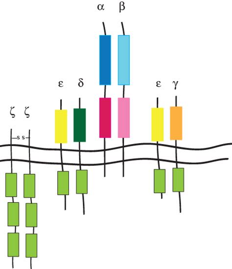 Structure of the T cell receptor-CD3 complex. Most T cells express a ...