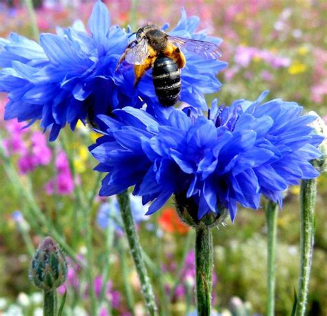 Blue Cornflower Bachelor Button Centaurea cyanus - 100 Seeds i 2024