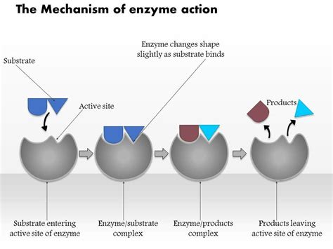 Enzymes: Properties and Mechanism of enzyme action - Online Biology Notes