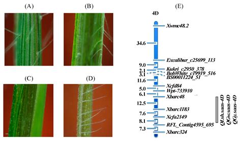 Genetic Improvement and Application Practices of Synthetic Hexaploid Wheat