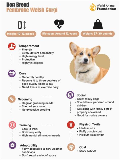 Pembroke Welsh Corgi – History, Traits, Health, And Care