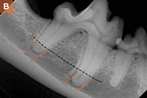 Intraoral Radiographs: Identifying Normal Anatomy | Today's Veterinary ...