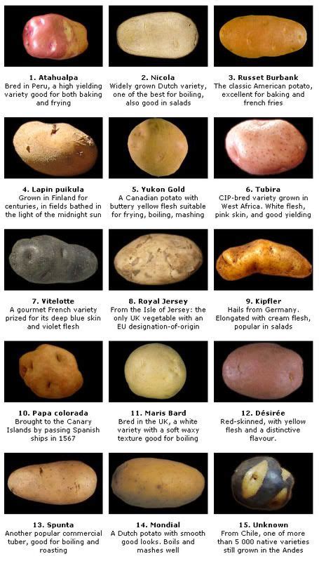 10 Best Potato varieties images in 2020 | Potato varieties, Food facts ...