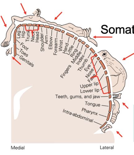 Somatisensation Flashcards | Quizlet