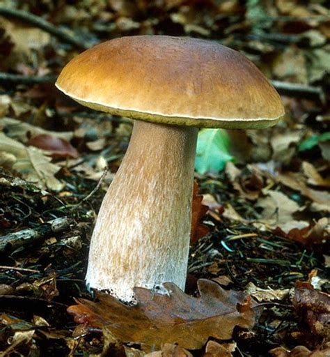 king-bolete-mushroom - Montana Hunting and Fishing Information