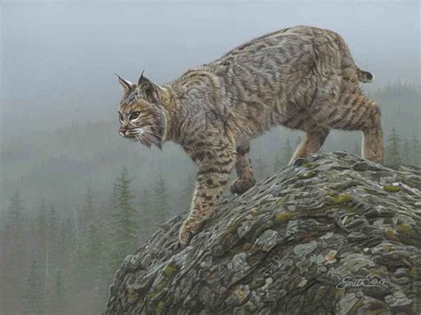 Daniel Smith Gallery | Excellent Wildlife Realism Paintings - American ...