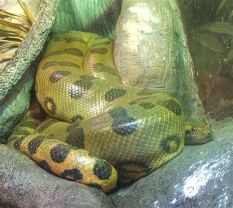 File:Green-anaconda.jpg - Wikimedia Commons