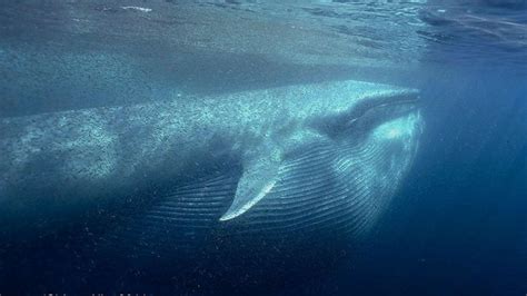 Local photographer Jerry Allen captured this image of a blue whale ...