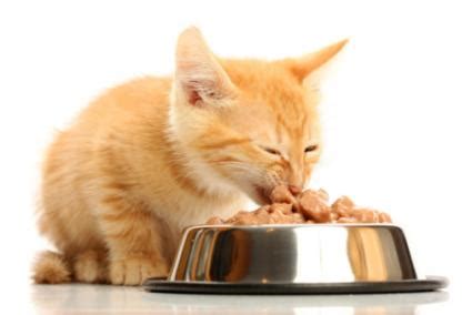 Is Raw Food Best for My Cat? | LoveToKnow