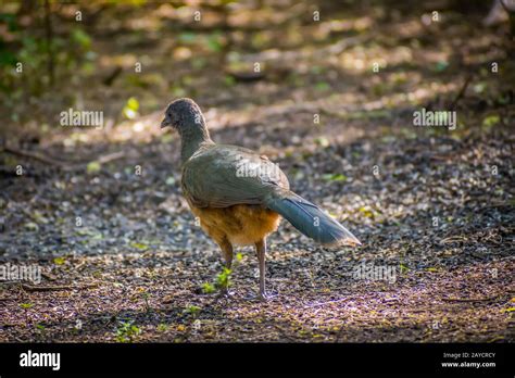 A Plain Chachalaca bird in Frontera Audubon Society, Texas Stock Photo ...