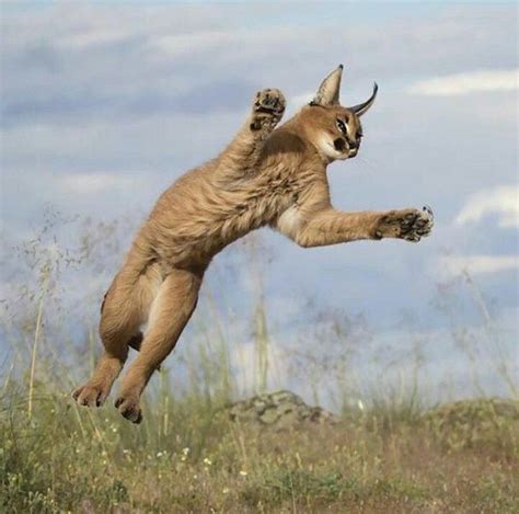 Caracal lynx Caracal Cat, Tabby Kitten, Large Cats, Big Cats, Primates ...