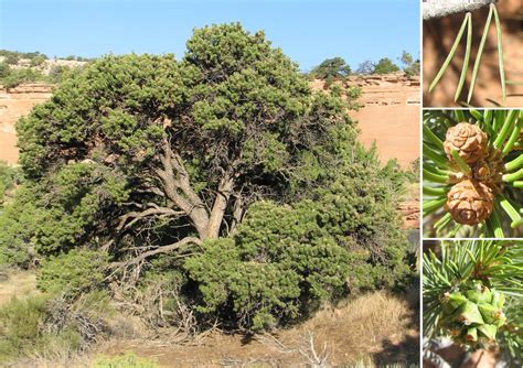 Types of Pine Trees in Colorado - The Cards We Drew