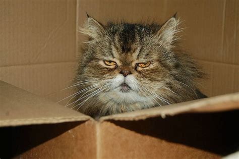 25 Angry Cats That Are So Adorable They'll Melt Your Heart - Bouncy Mustard