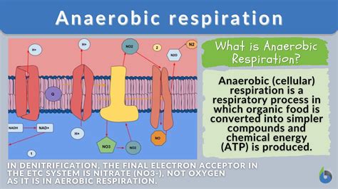 Anaerobic Respiration - Biology Simple