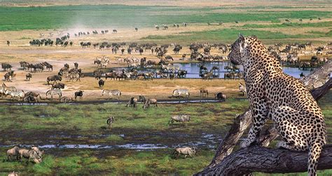 8 Days Tanzania Lodge Safari | Semi Luxury Lodges & Camps Safari