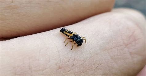 Ladybug Larvae - Learn About Nature